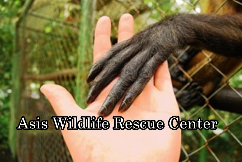 Asis Wildlife Rescue Center 
