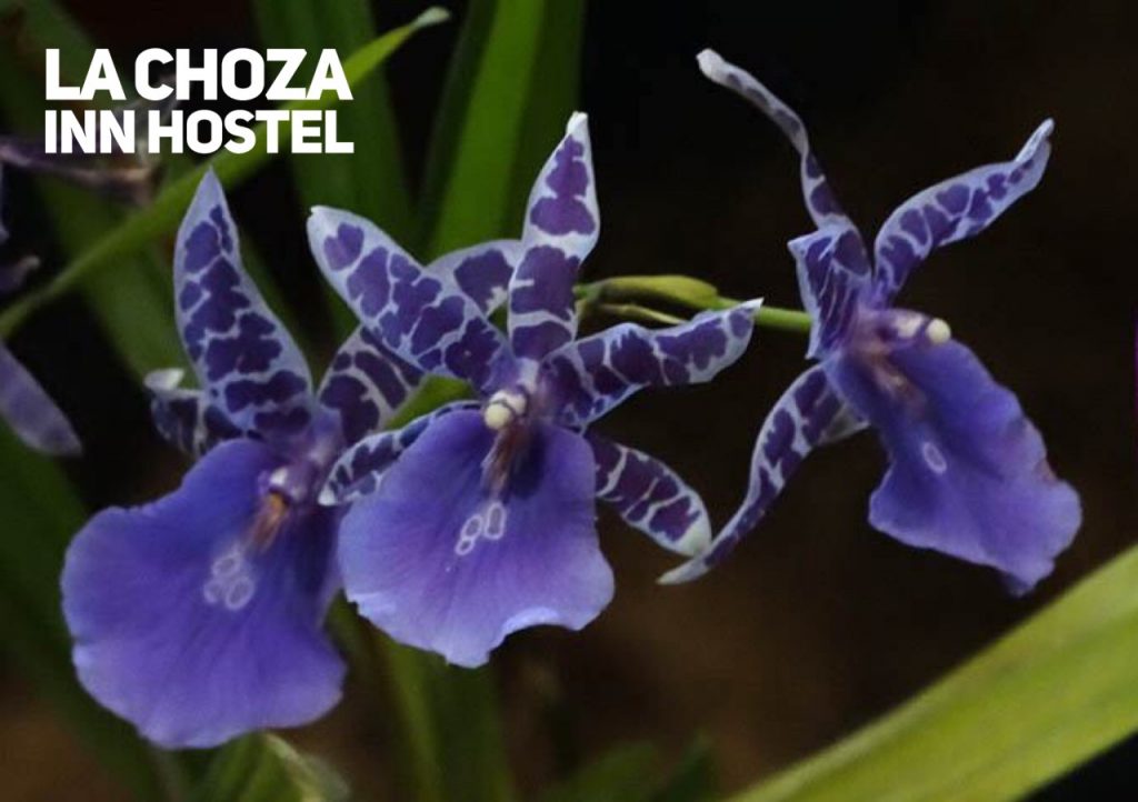 Costa Rica Orchids